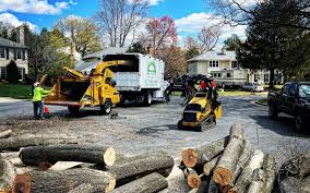 Best Hazardous Tree Removal  in Schleswig, IA