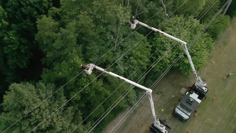 Best Storm Damage Tree Cleanup  in Schleswig, IA