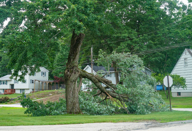 Best Root Management and Removal  in Schleswig, IA