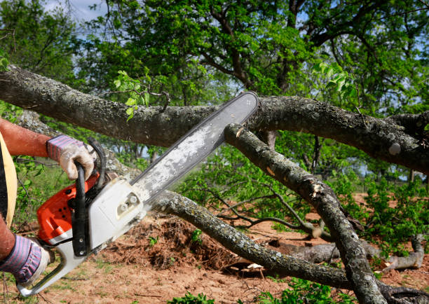 Trusted Schleswig, IA  Tree Services Experts